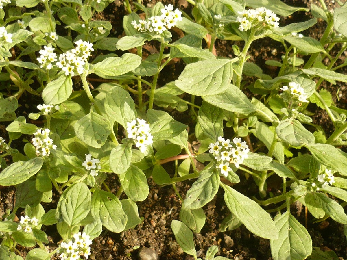 Heliotropium europaeum (Boraginaceae)